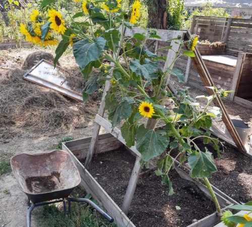 Juraj-Haris_12_Composting_03
